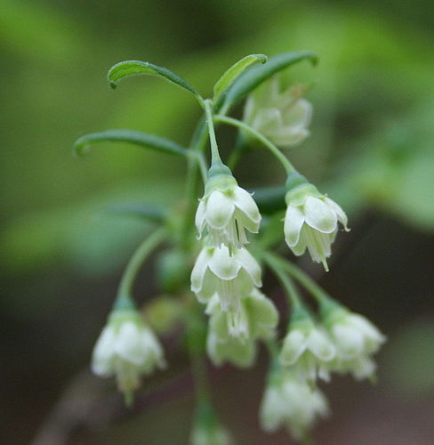 Vaccinium stamineum